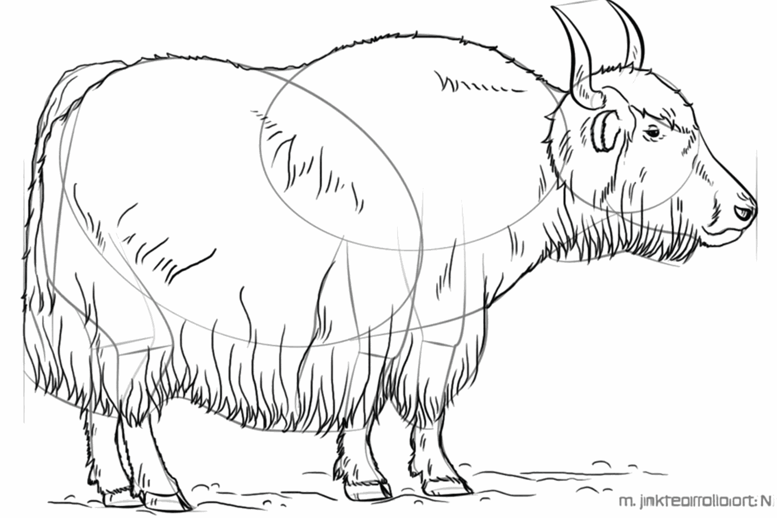 Details of a hairy coat with short pencil strokes all over the body.