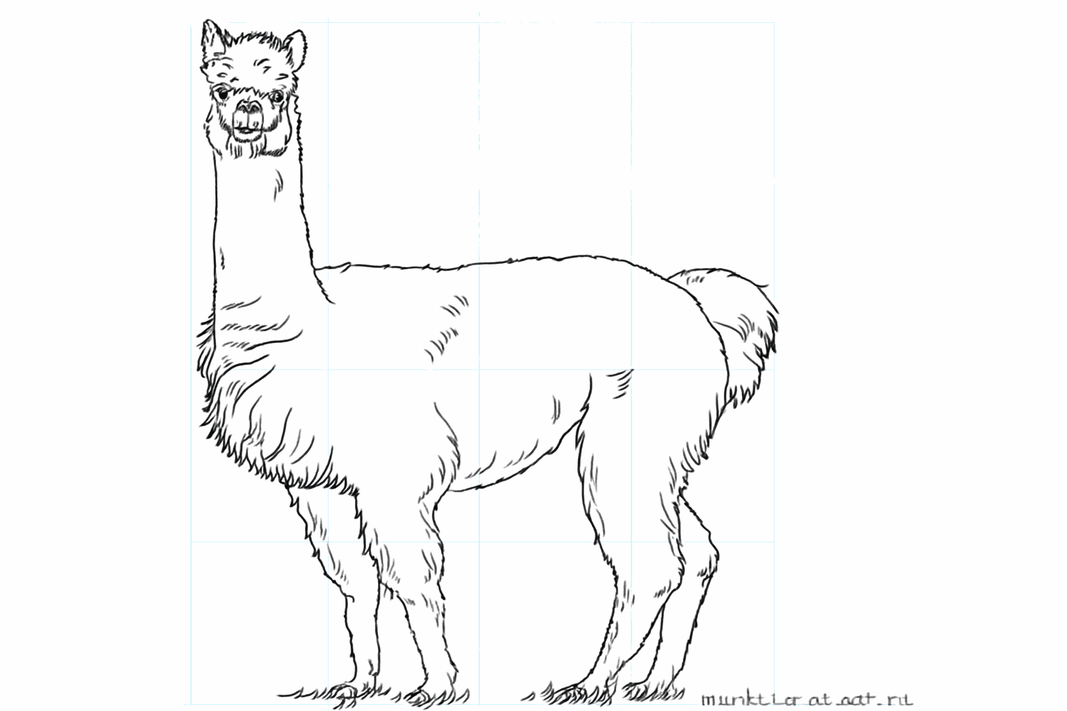 Drawing a cute alpaca