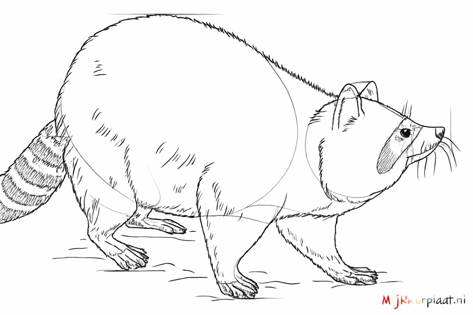 Visage du raton laveur avec un nez et le masque autour des yeux.