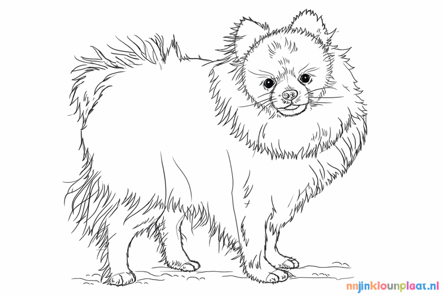 Petits traits sur tout le corps pour dessiner un pelage duveteux.