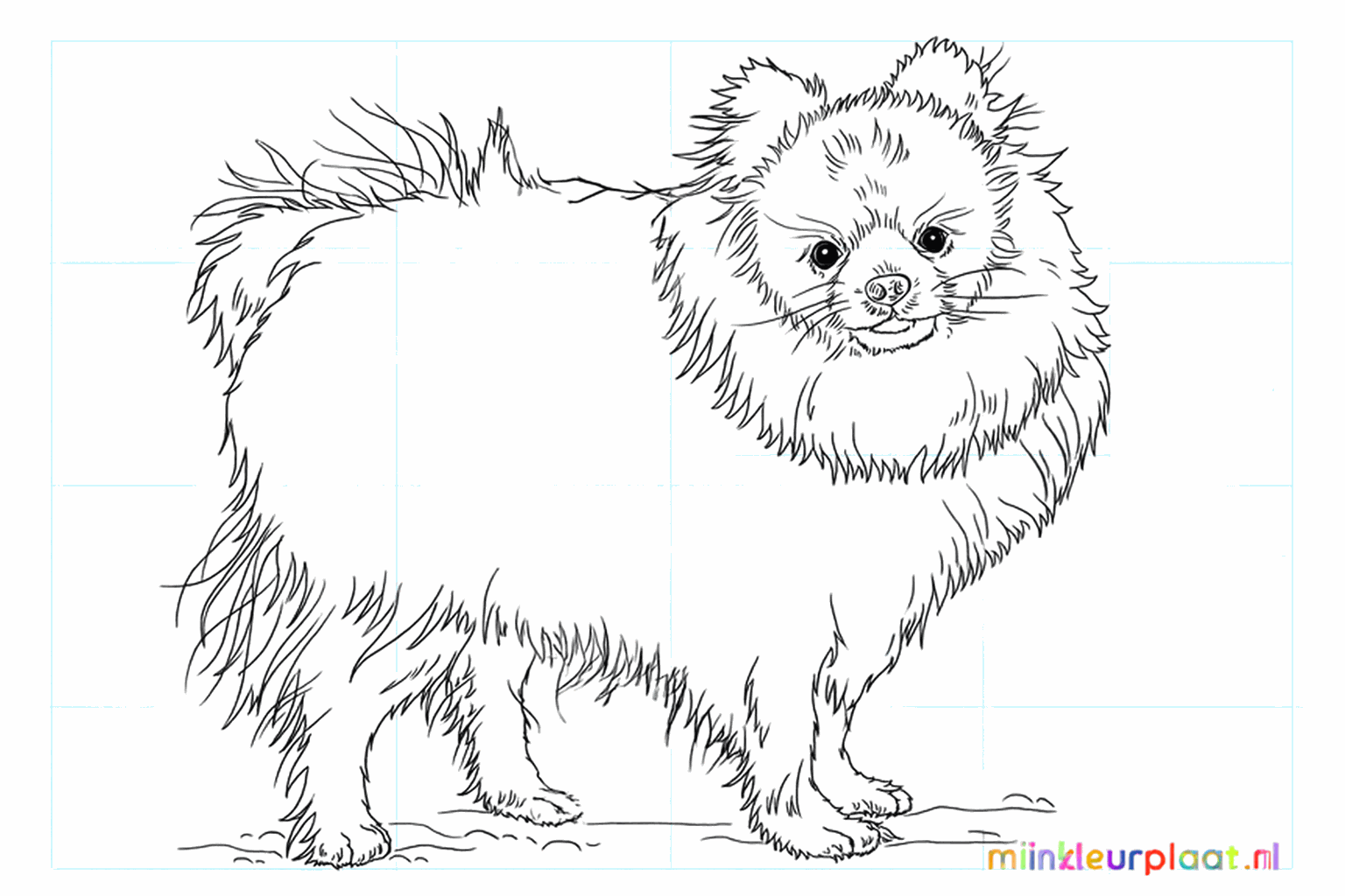 Drawing a fluffy Pomeranian