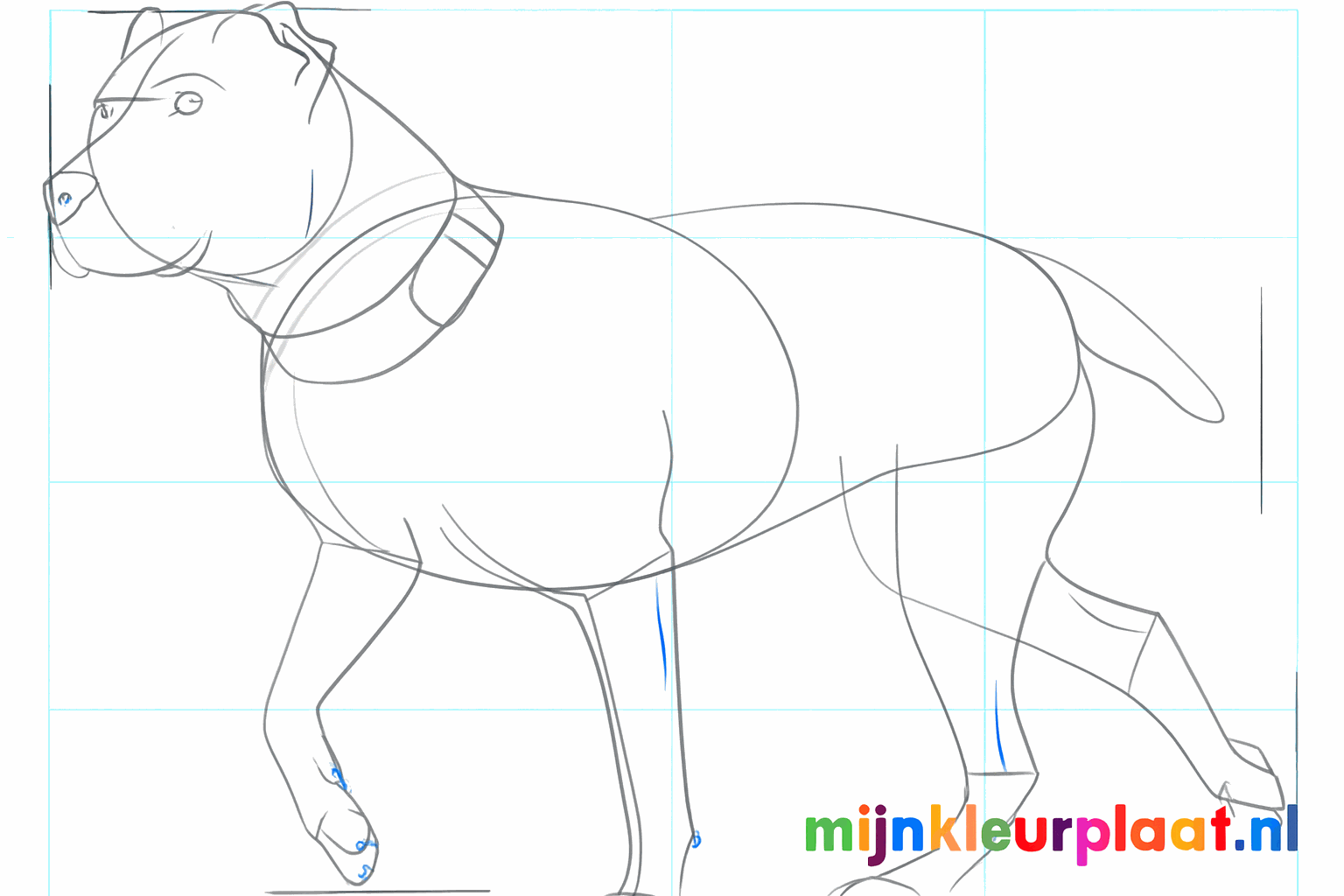 Le visage du pitbull avec les yeux et la truffe.