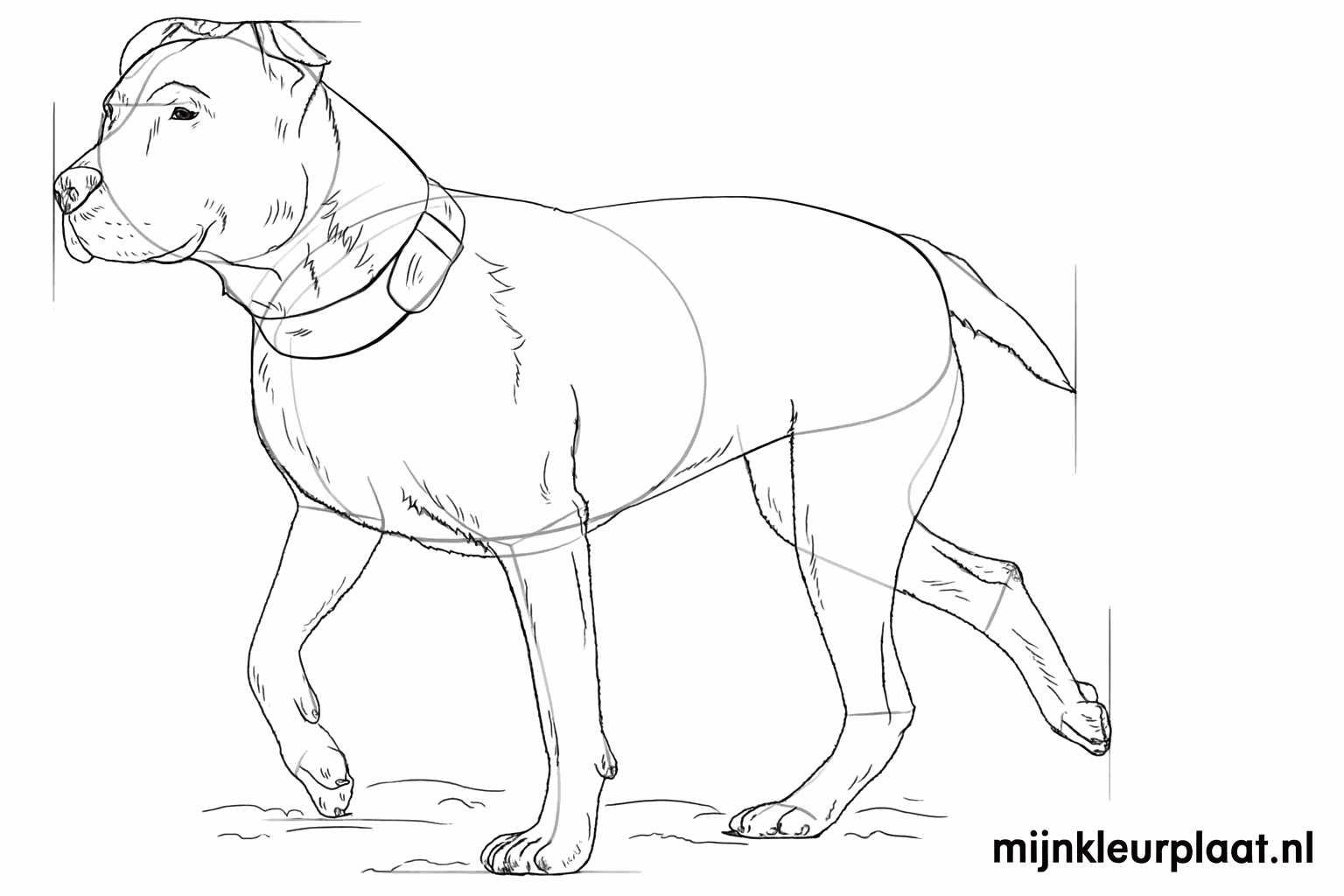 Un chien avec un collier et de petits détails sur les pattes.