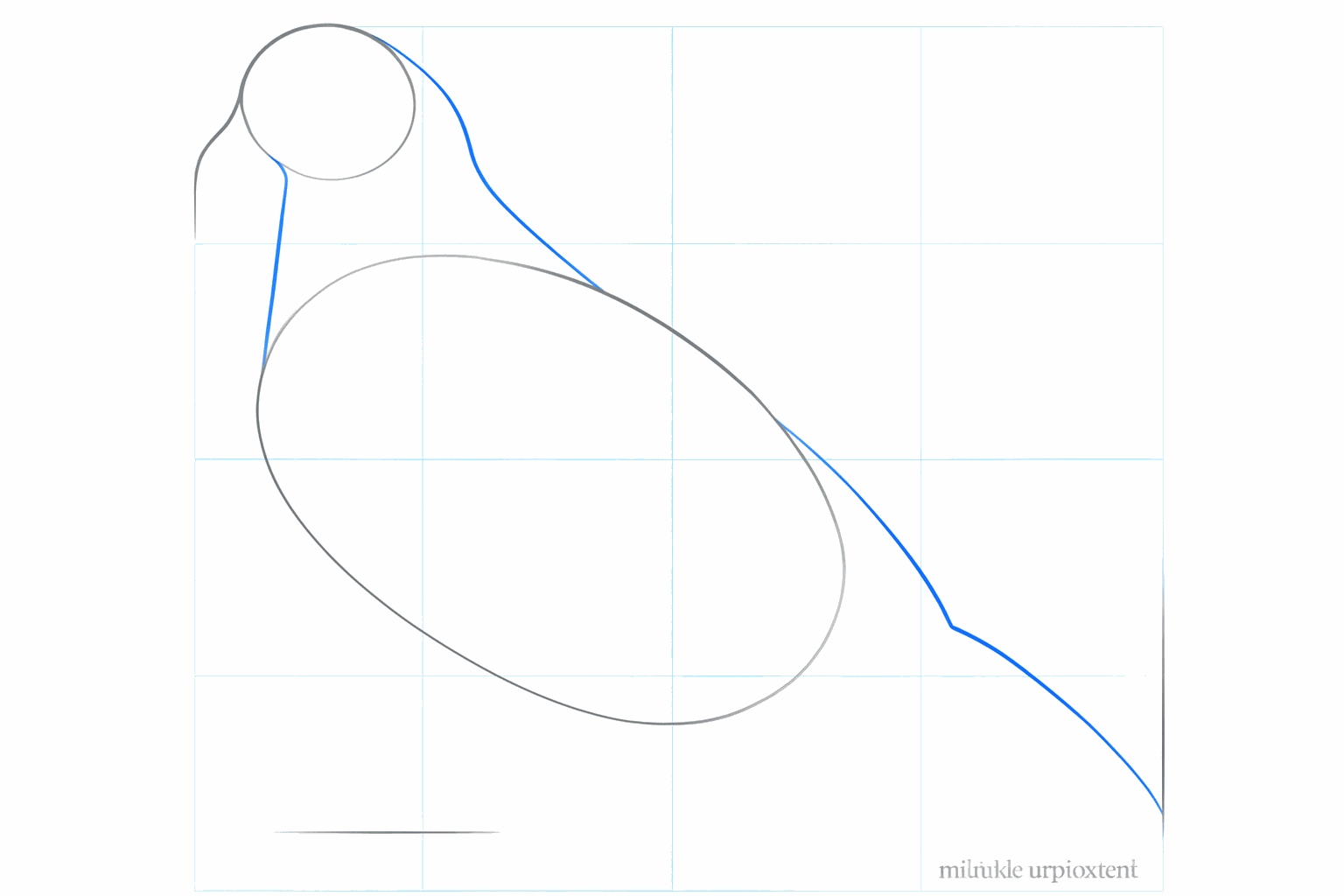 Drawing the neck and the guide line for the pigeon's tail.