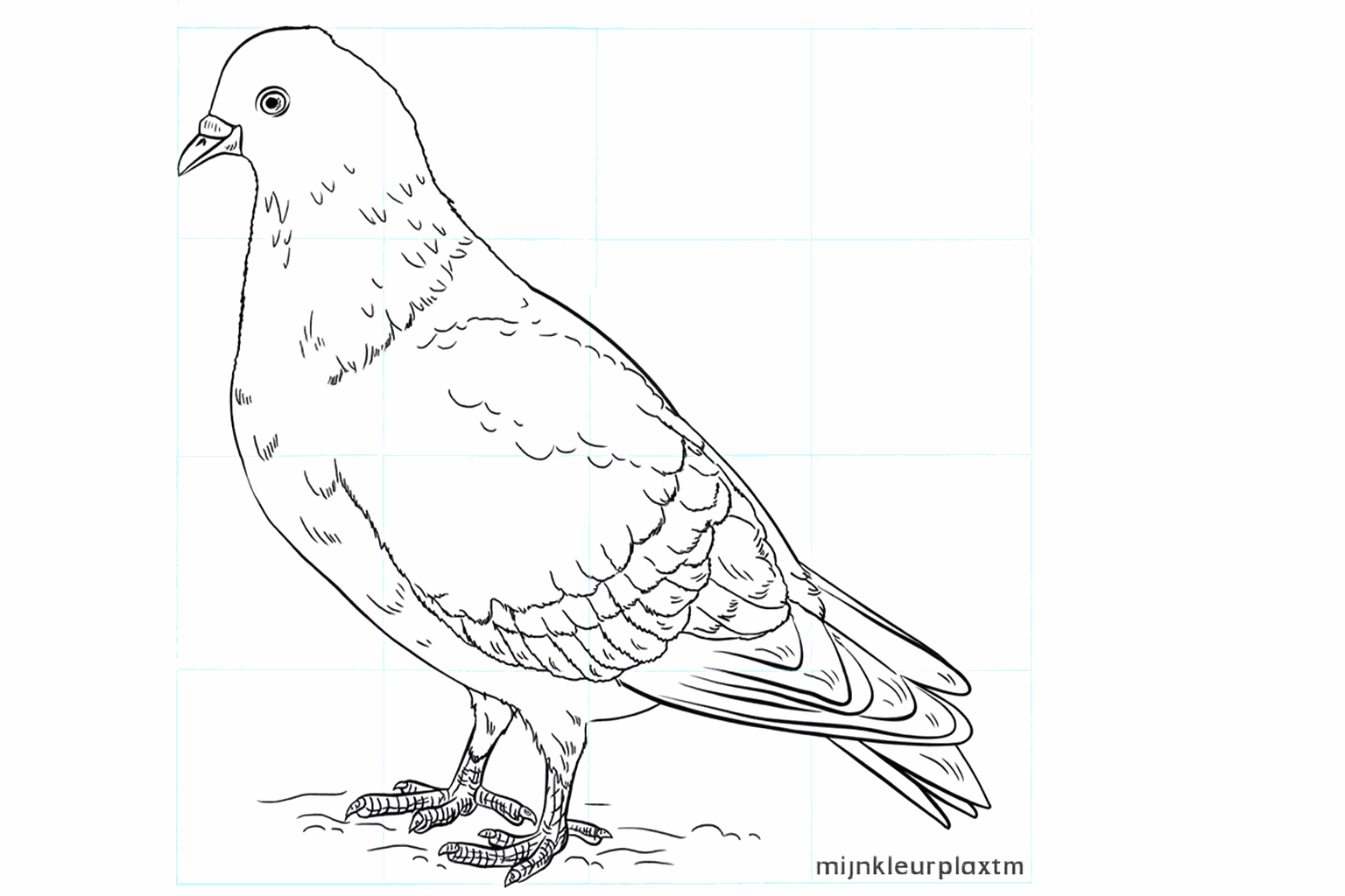 Drawing a pigeon in 8 simple steps