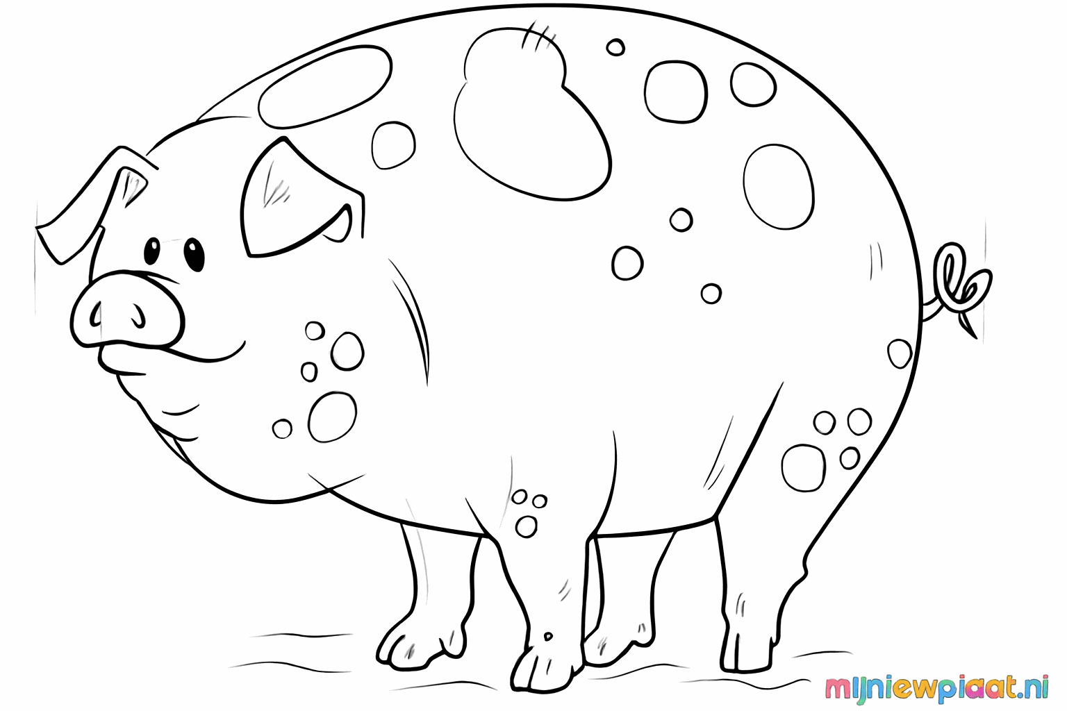 Les contours du cochon sont dessinés avec des traits épais.