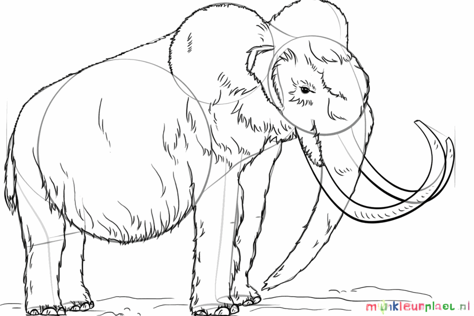 Details of the hairy coat over the entire body of the mammoth.