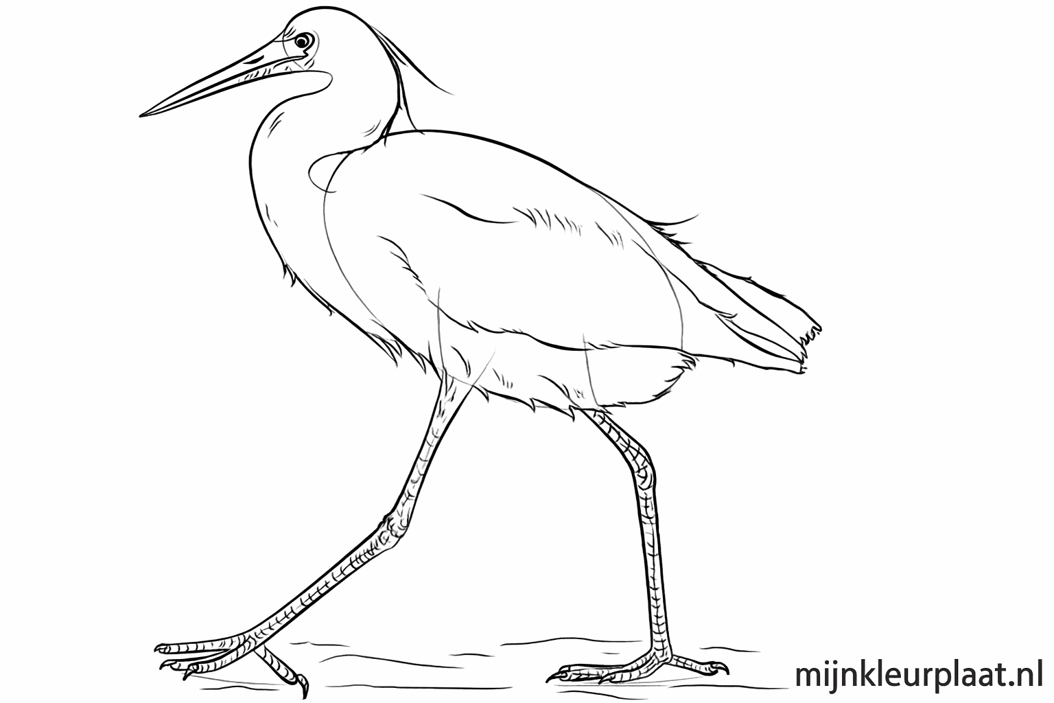 Details of the feathers on the wings and the body of the bird.