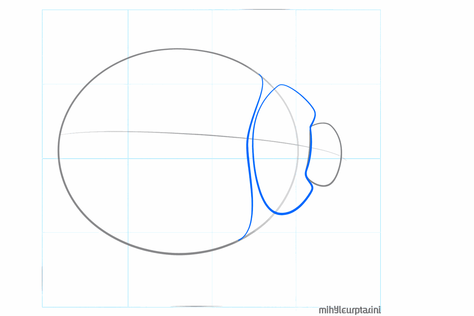 Un ovale avec une ligne verticale au milieu qui divise la carapace en deux.