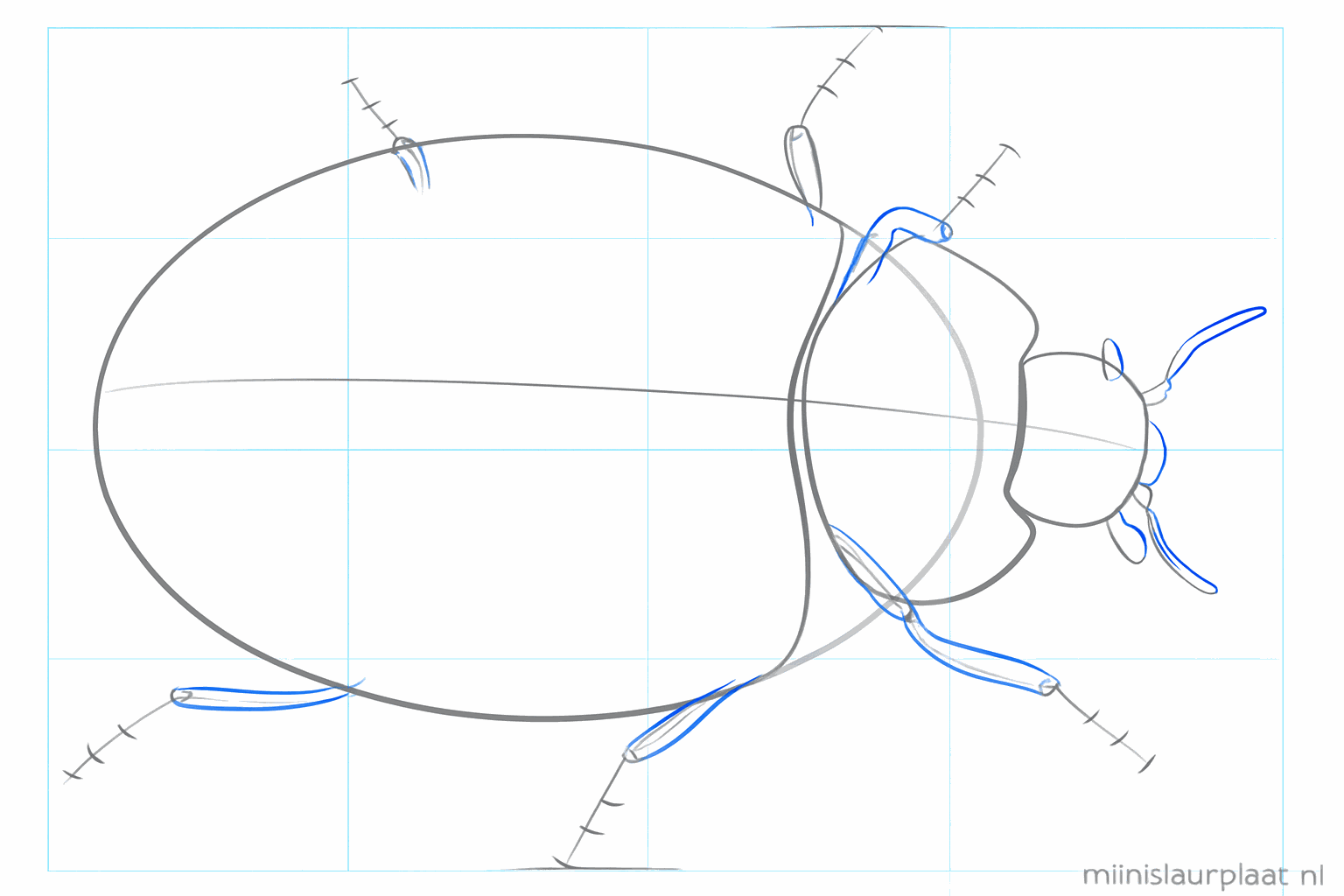 Lignes de guidage pour six pattes et deux antennes sur le corps de l'insecte.