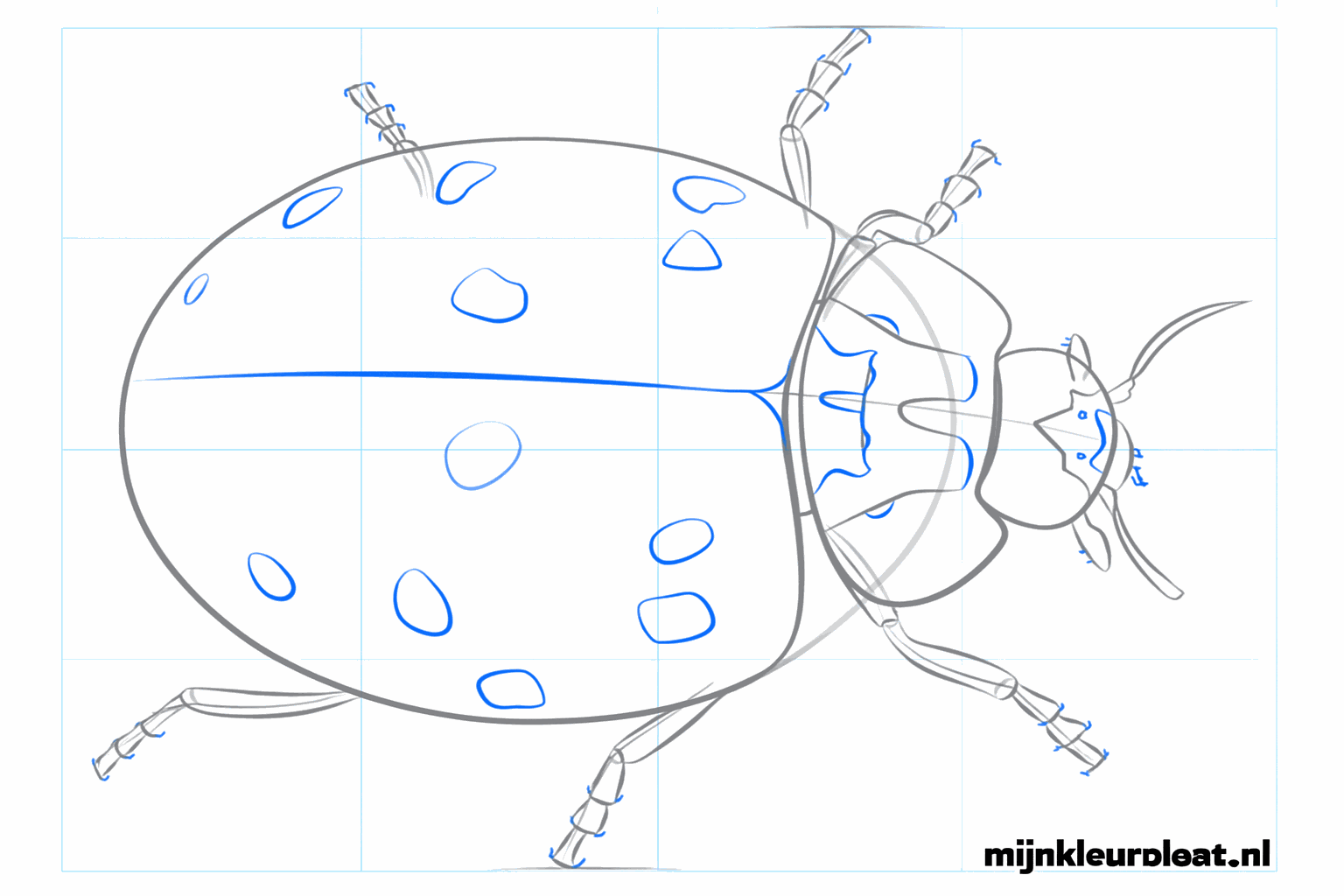 Dessin détaillé de la tête avec les yeux et la forme ronde définitive de la carapace.