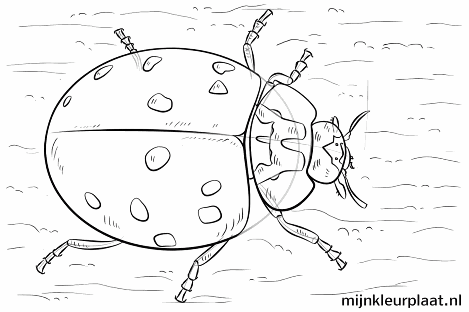 Une coccinelle avec des points ronds sur le dos et de petits poils sur les pattes.