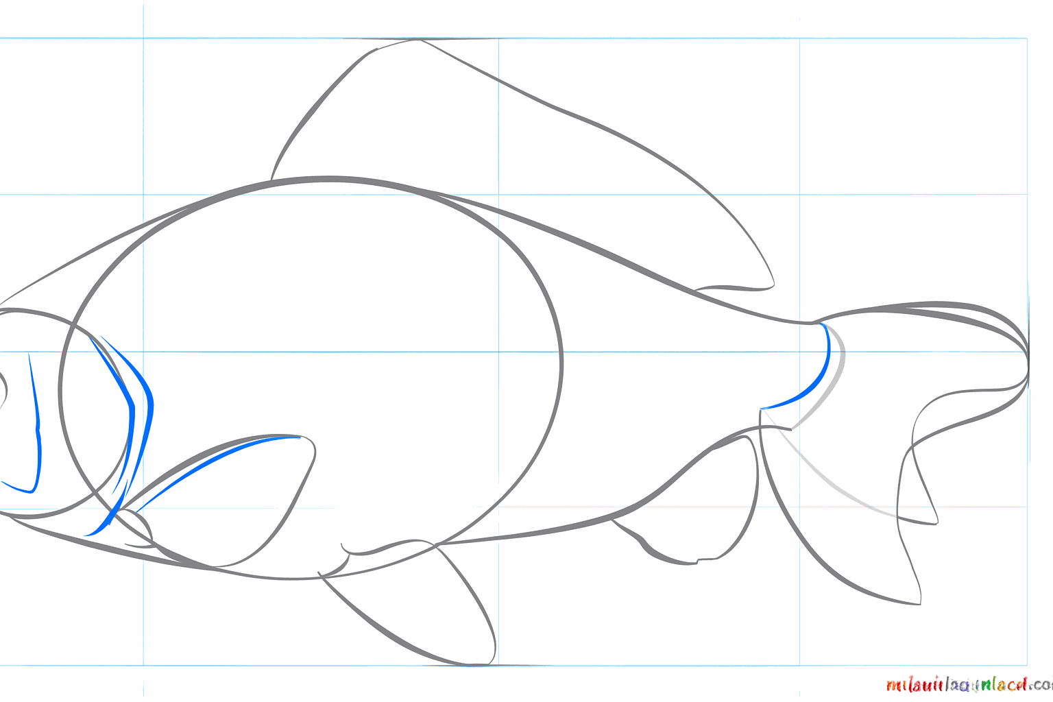 Nageoires détaillées et branchies ajoutées à la carpe.