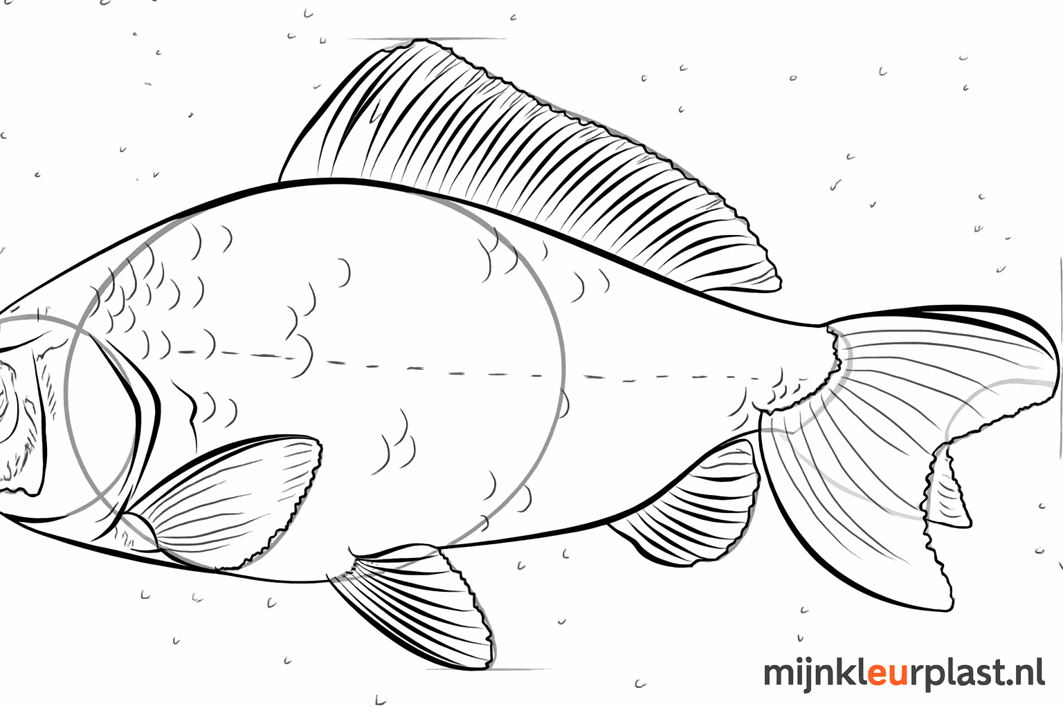 Lignes dans les nageoires donnant de la texture au poisson.