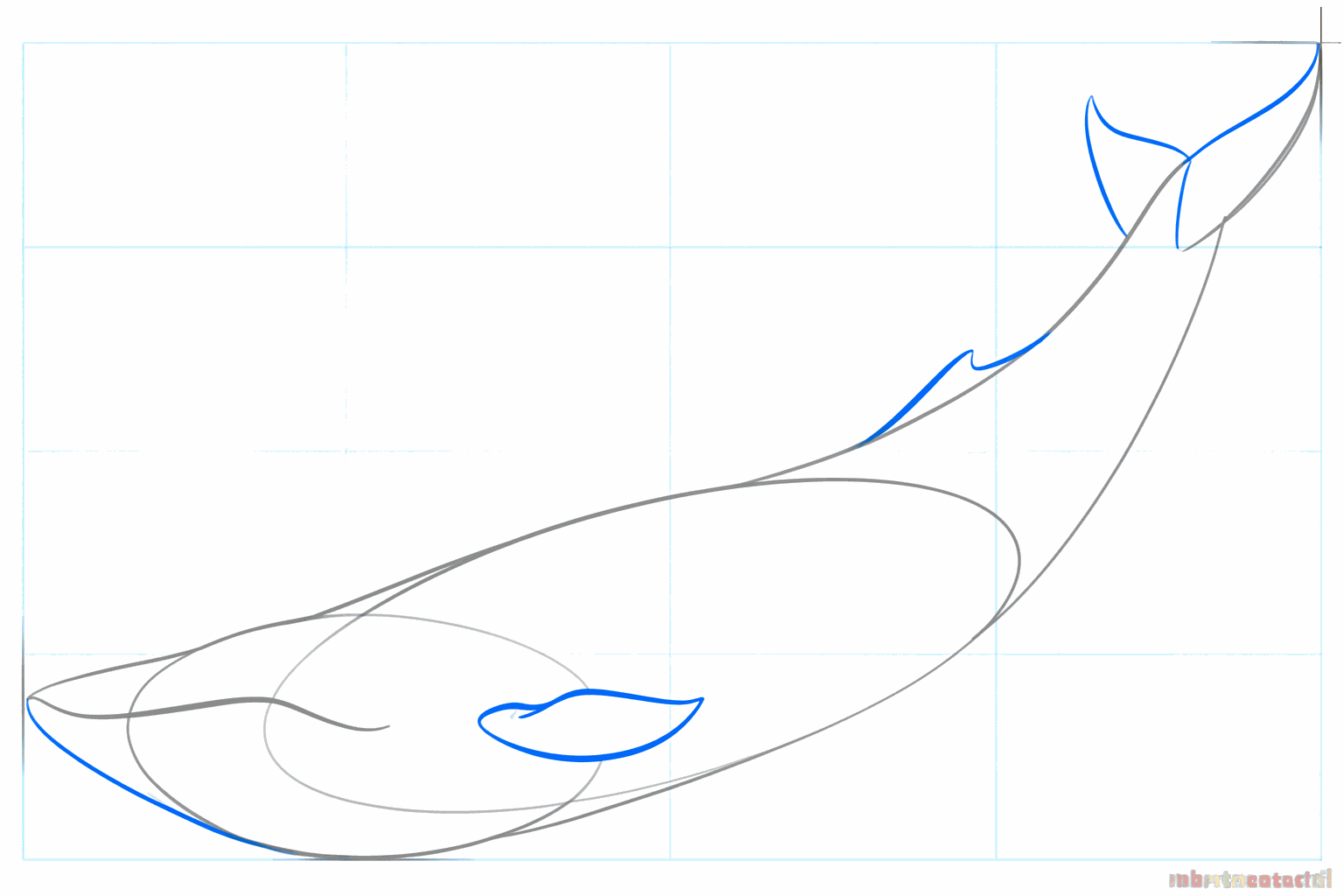 Drawing lesson step 4: The fins and tail of the whale get their real shape.