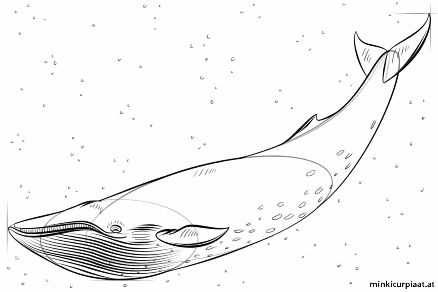 Drawing lesson step 7: Adding extra details to the fins and the whale's skin.