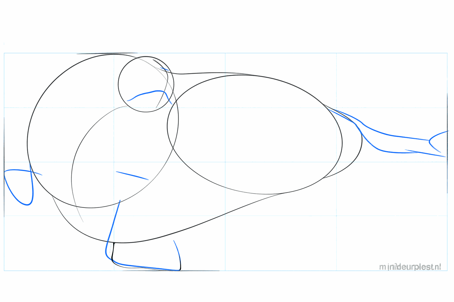 Lignes de repère pour le museau et la position des nageoires.