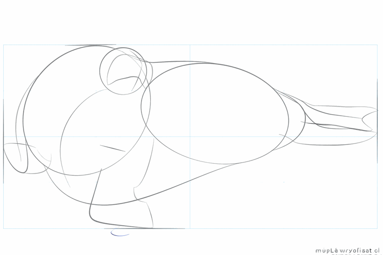Les contours des nageoires et le museau épais du morse.