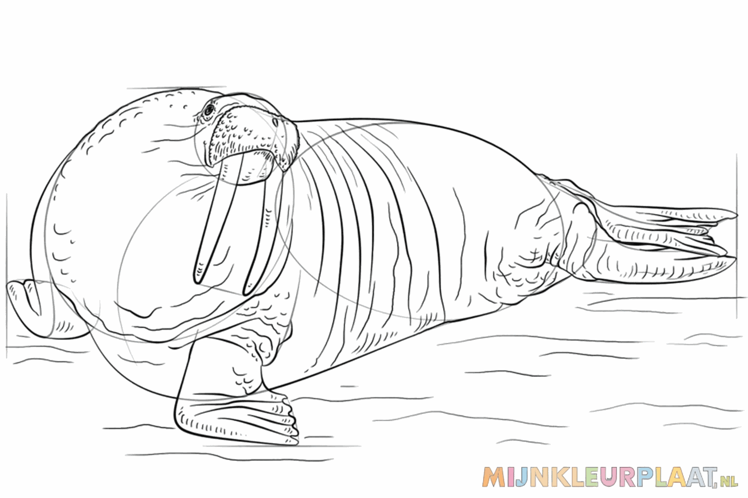 Détails des nageoires arrière et plis de peau dans le cou.