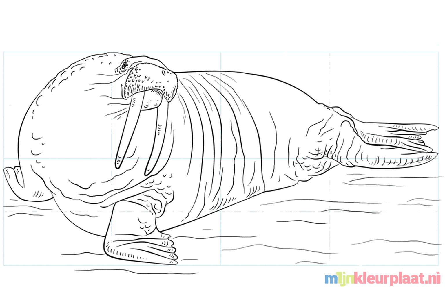 Drawing a cool walrus