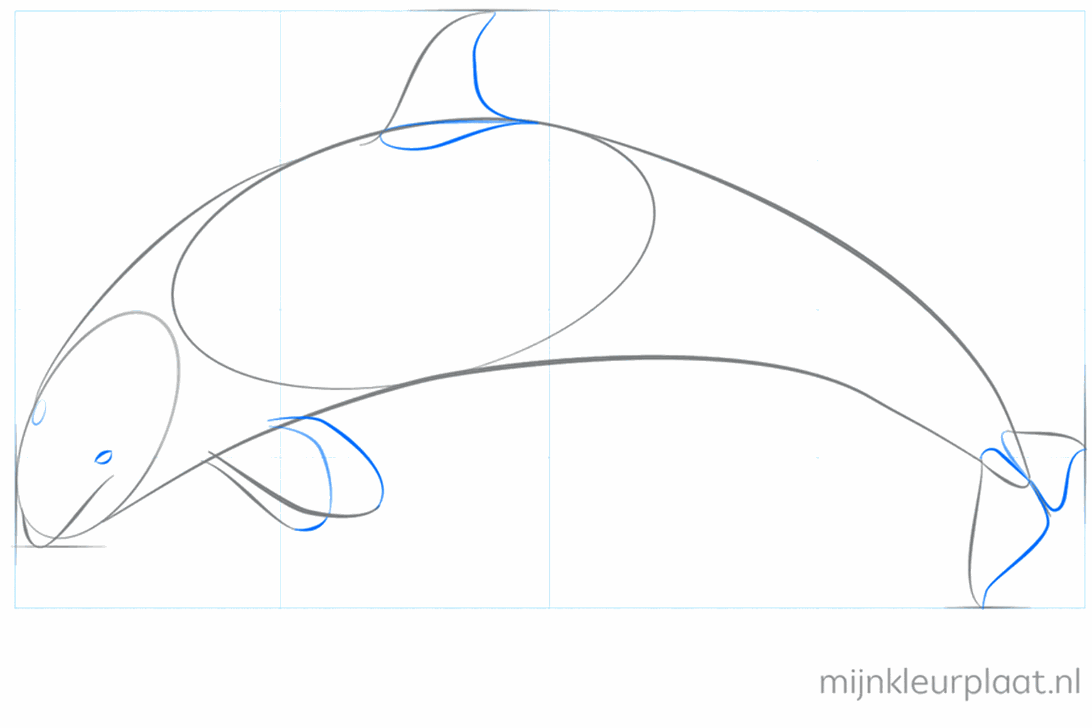 Lignes de guidage pour les nageoires sur le dessus et le côté de la baleine.