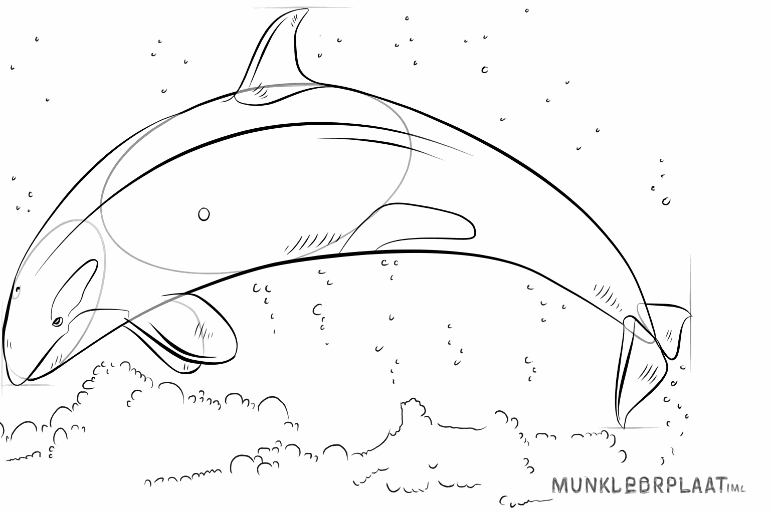 Détails des taches sur le corps de l'orque qui saute.