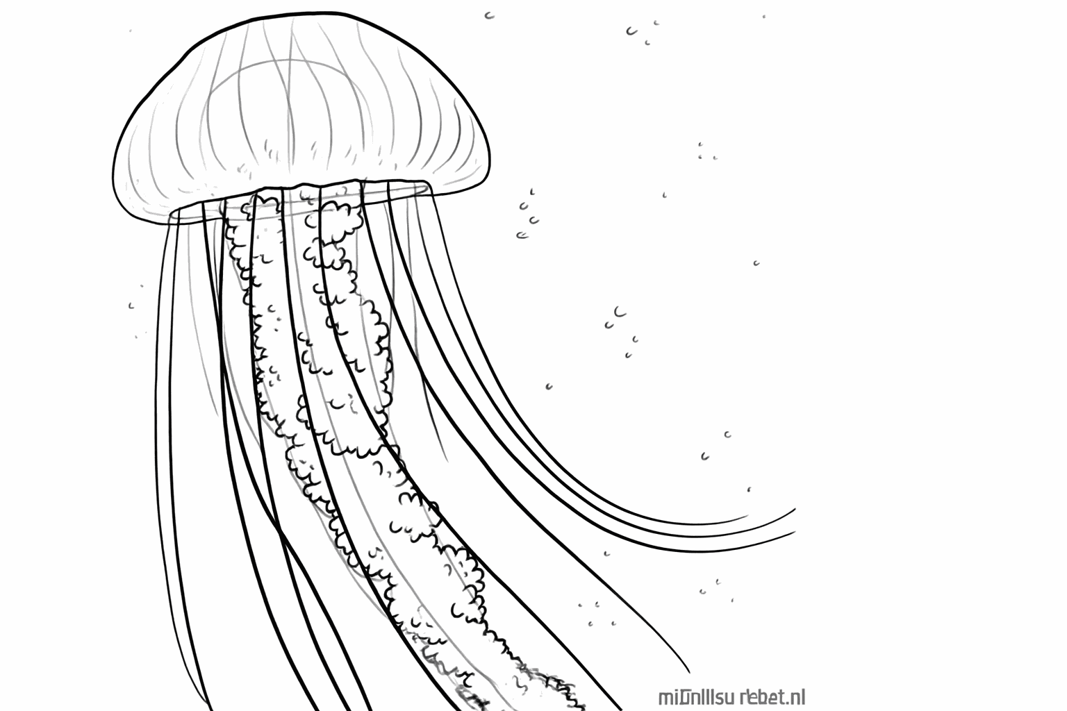 Extra details and lines in the large oral arms of the jellyfish.