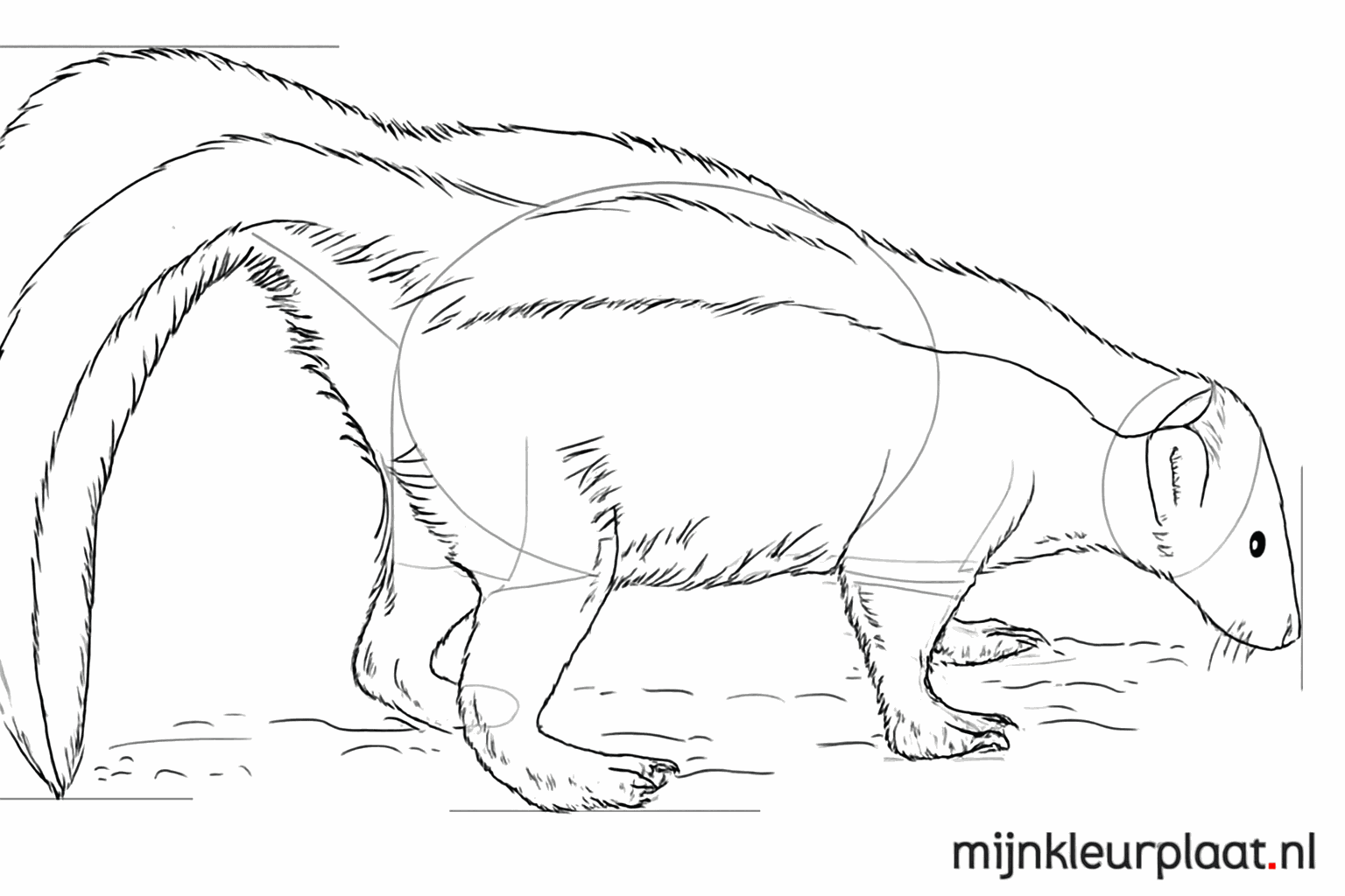 Draw claws and finish the skunk's nose.