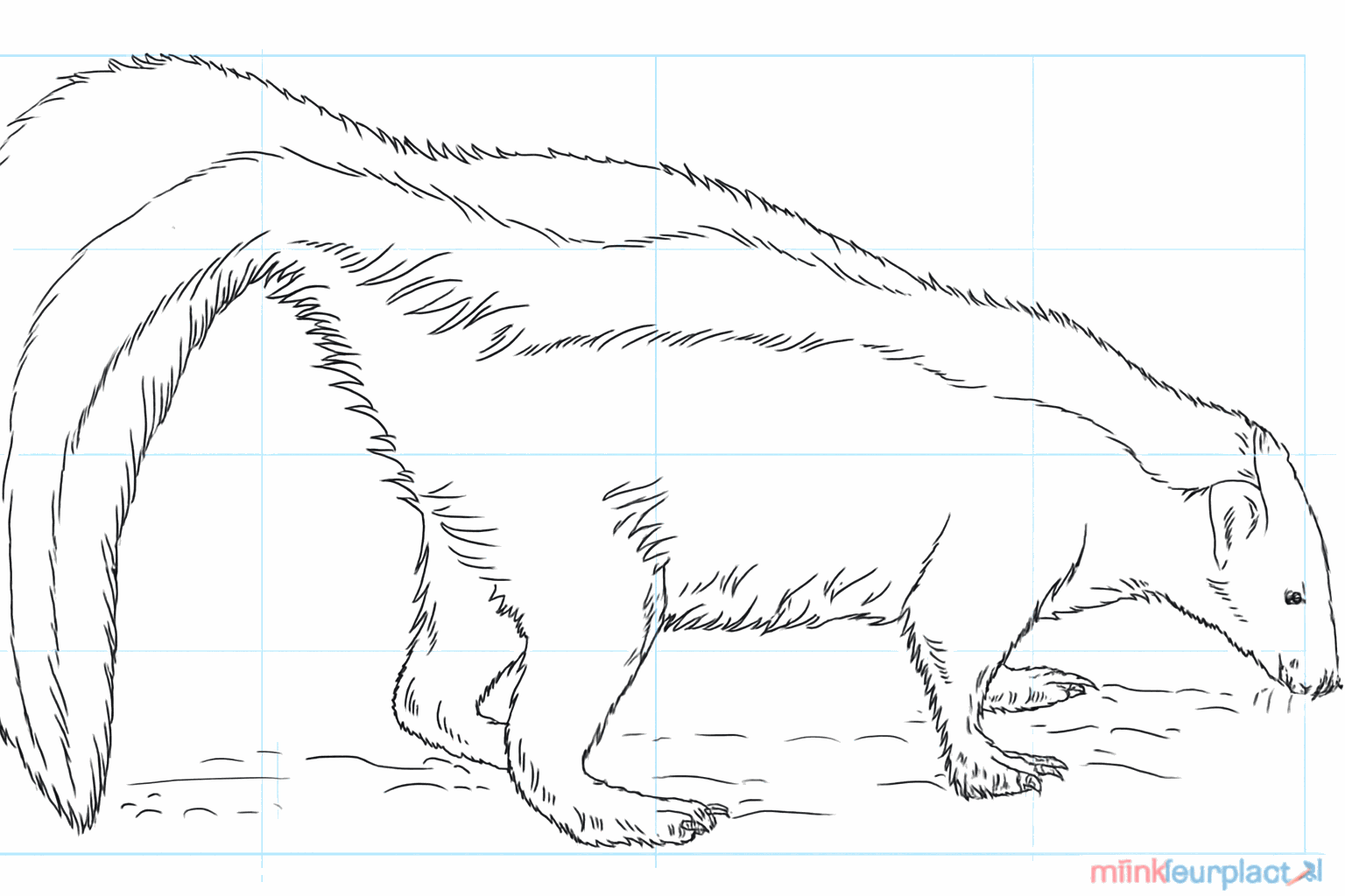 Drawing a cute skunk