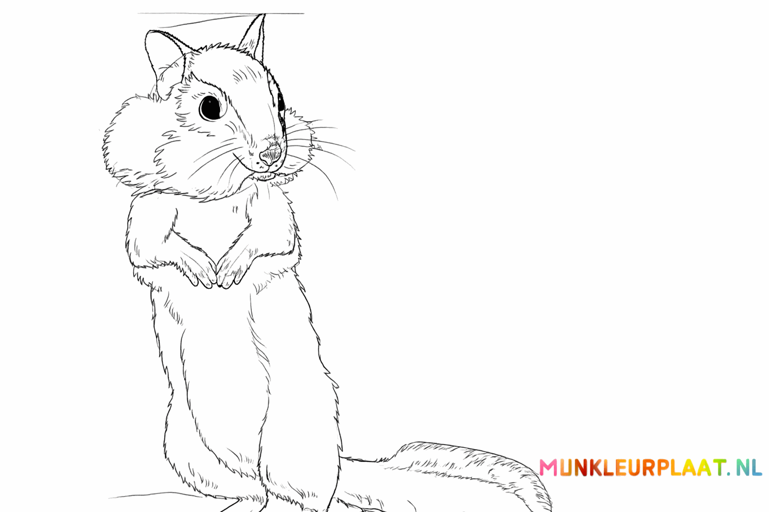 Rayures sur le dos de l'écureuil et détails dans le pelage.