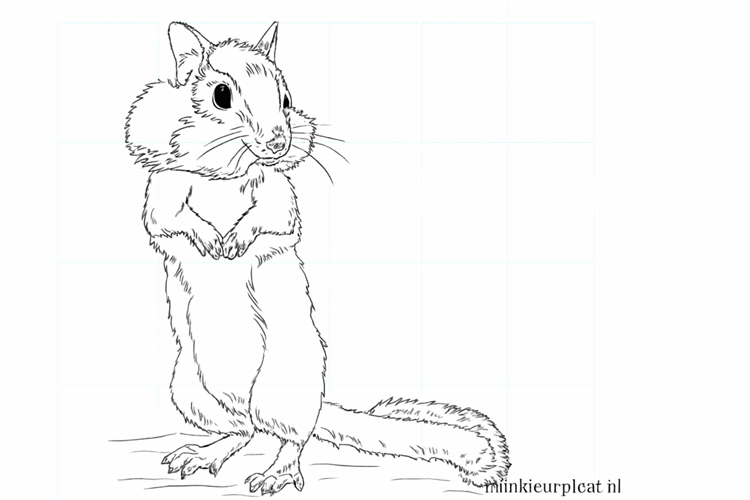 Drawing a cute squirrel
