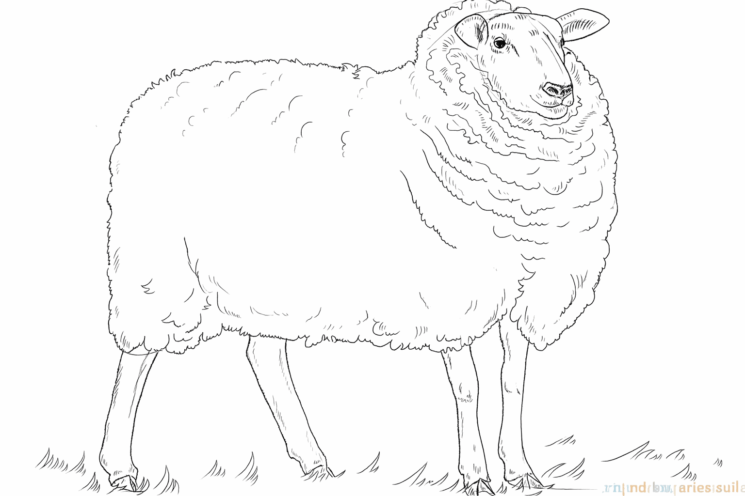 Lignes ondulées formant une fourrure douce et laineuse autour du corps du mouton.