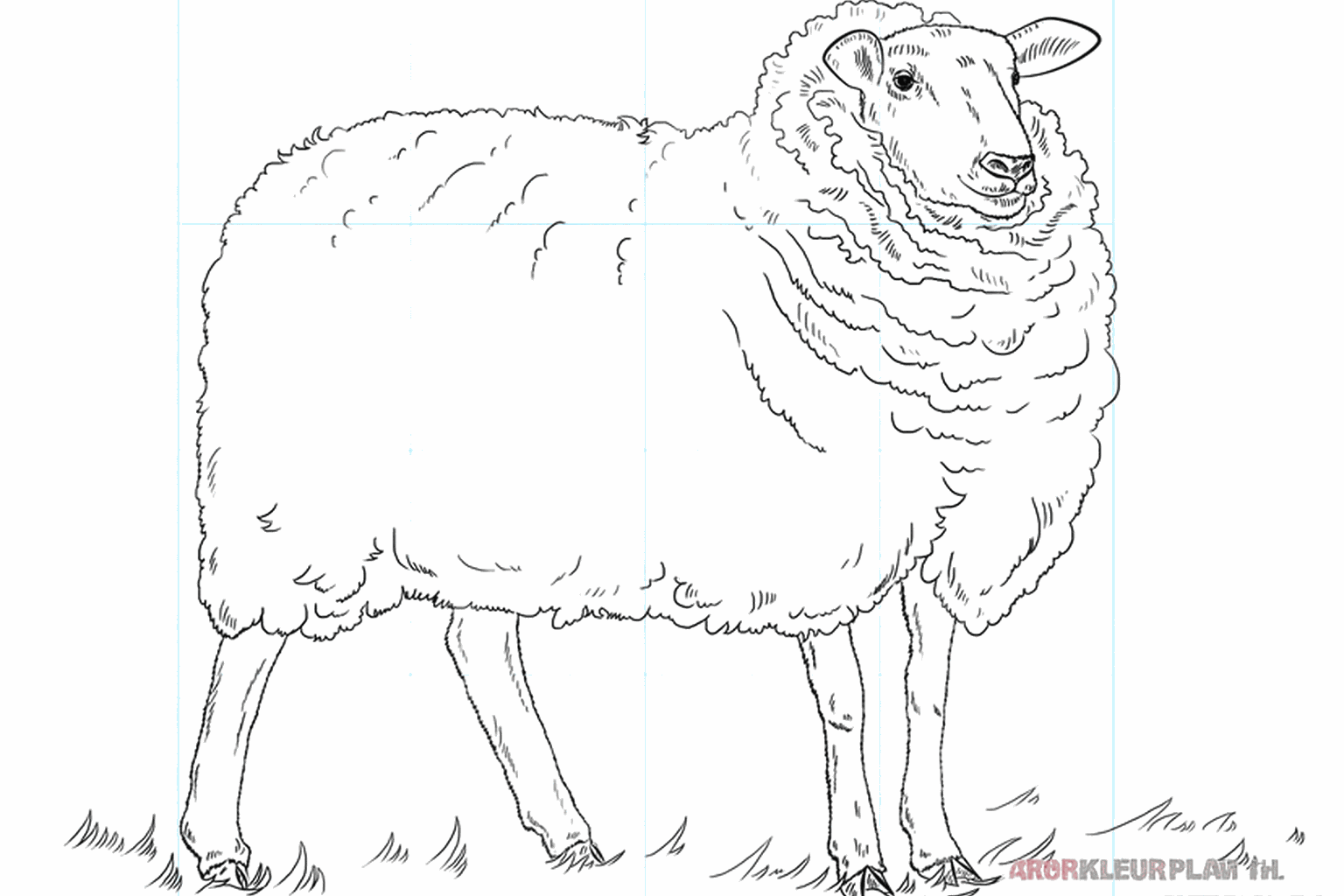 Drawing a fluffy sheep
