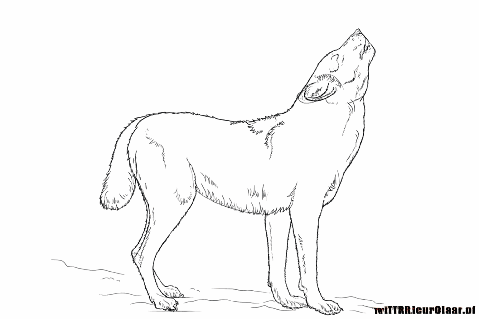 Details of the paws and small strokes that look like wolf hair.