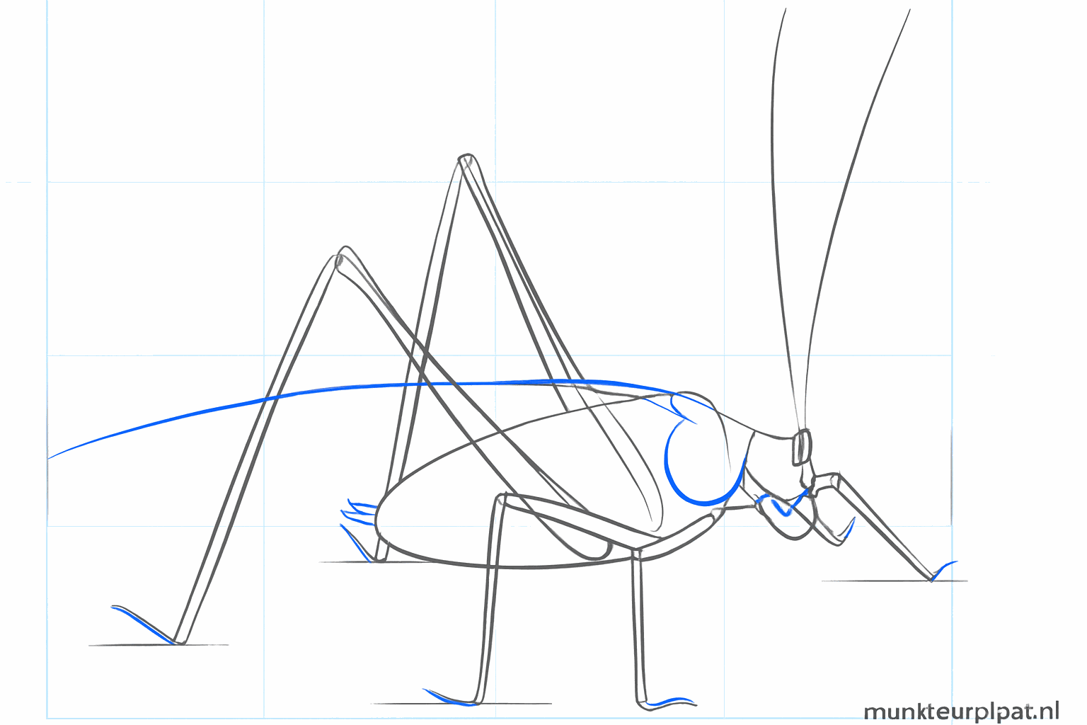 Une grande patte arrière courbée en forme de V inversé.