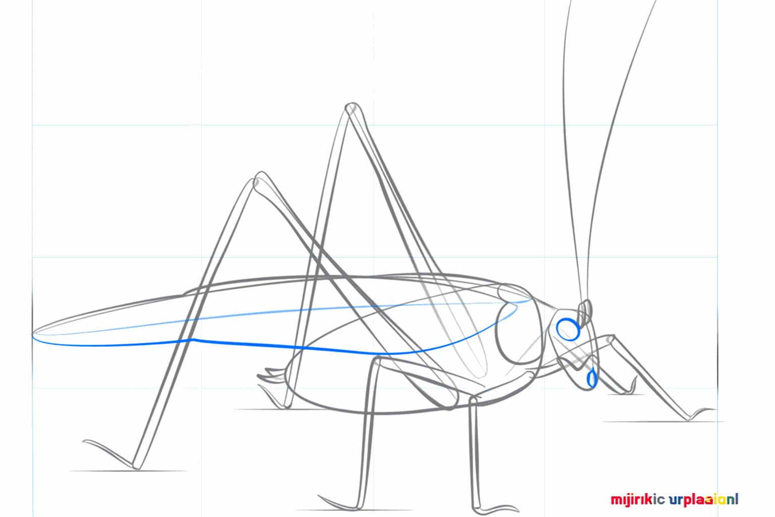 Une longue forme d'aile qui court sur le dos du criquet.