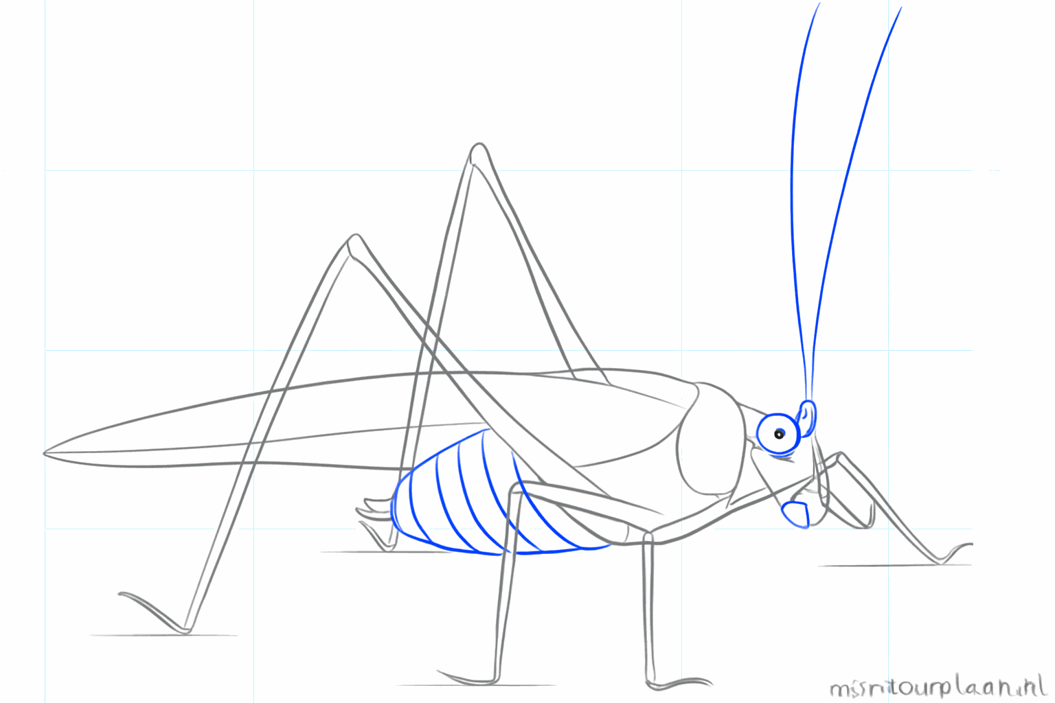 Détail de l'œil et de la bouche sur la tête du criquet.