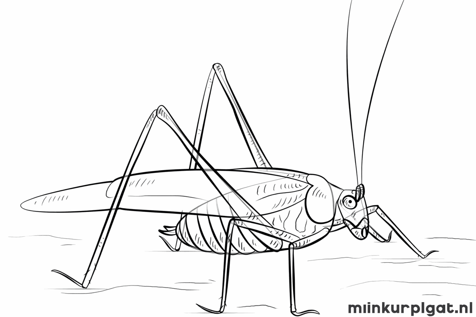 Des tirets sur le corps et des détails sur les pattes du criquet.