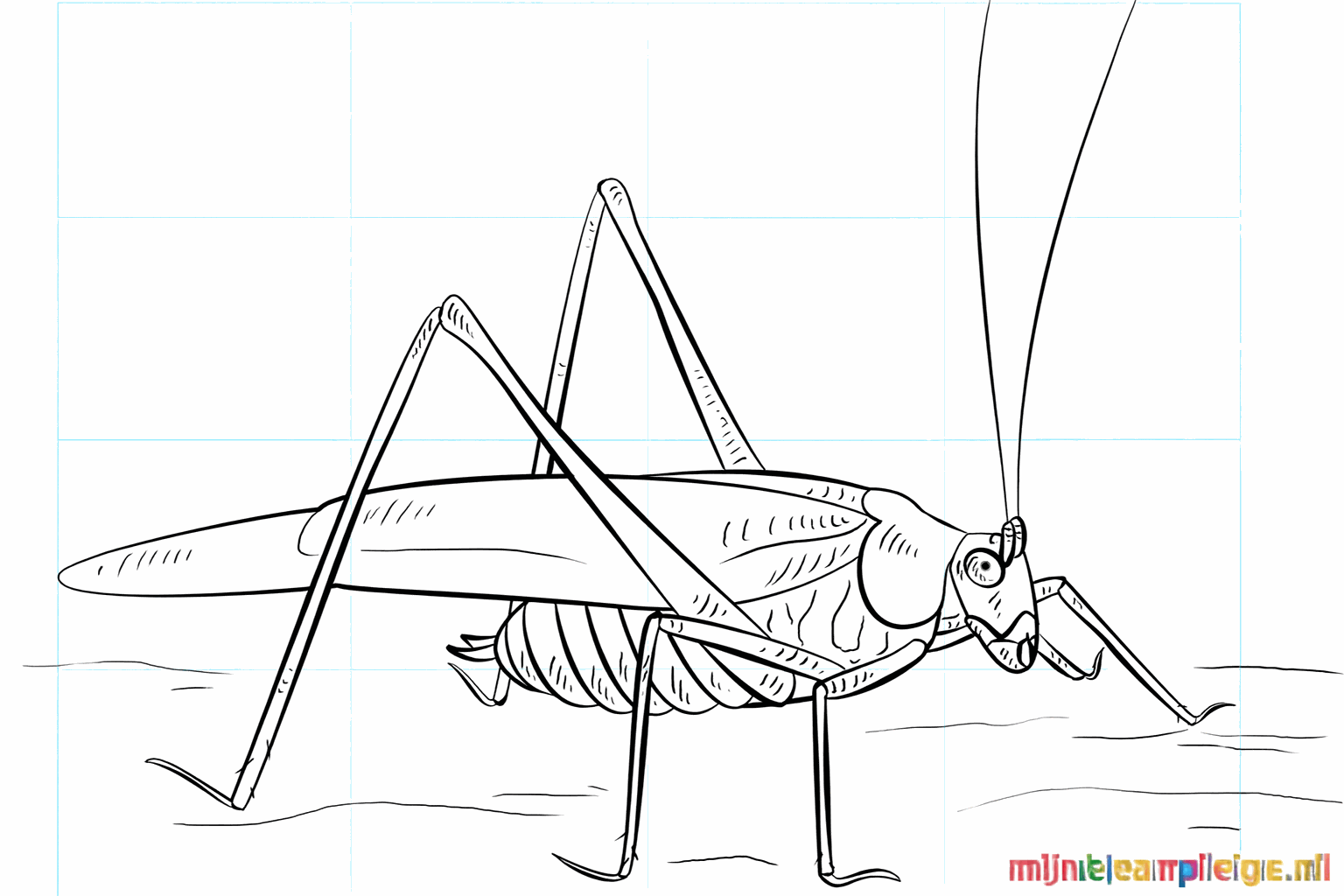 Drawing a happy grasshopper in 9 steps
