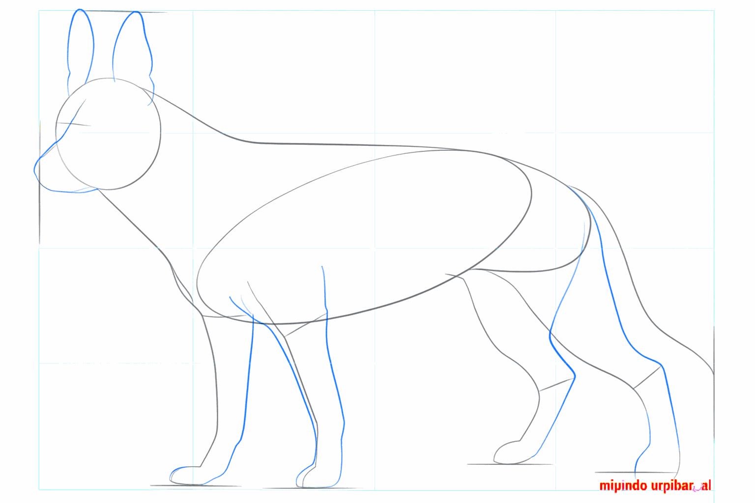 Pattes épaisses et grandes oreilles triangulaires sur le dessus de la tête du berger.