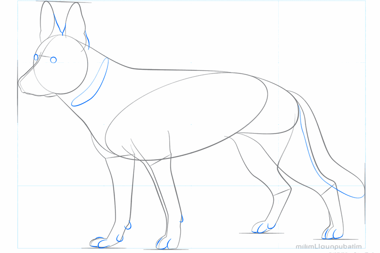 Pattes de chien rondes et une queue épaisse et touffue.