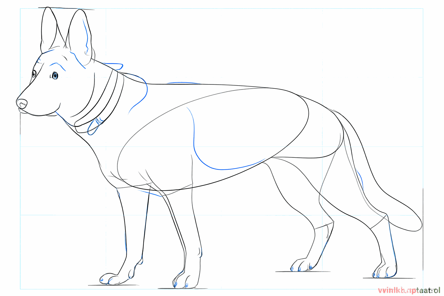 Détails des articulations des pattes et petits traits pour les orteils.