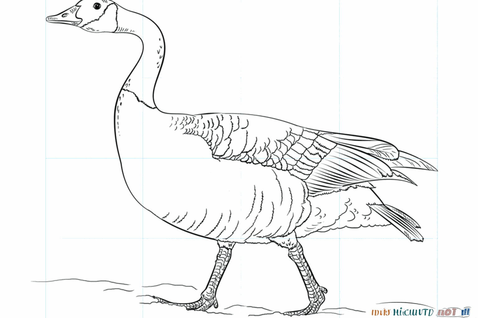 Drawing a Canada Goose
