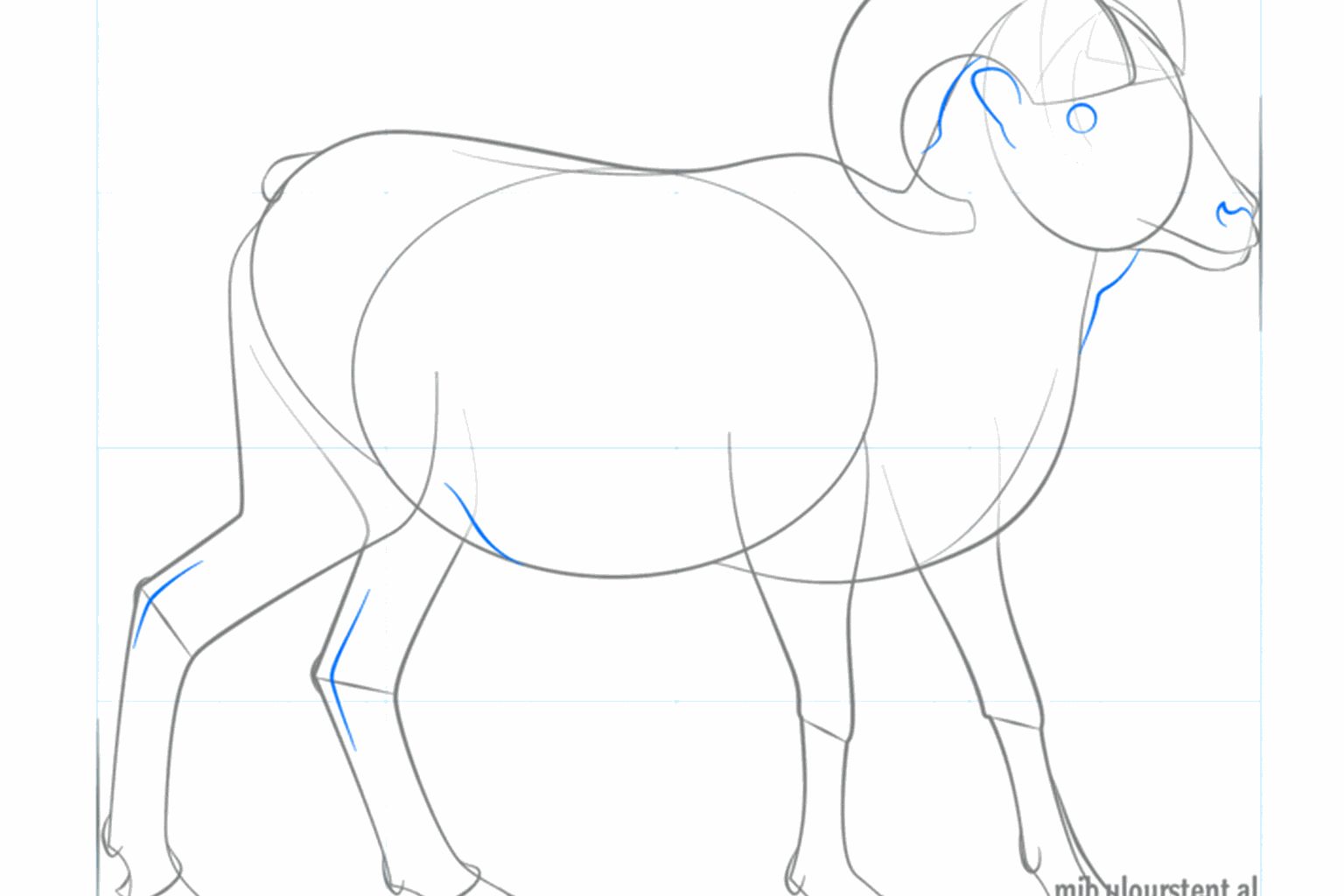 Détails des sabots et du visage du mouflon.