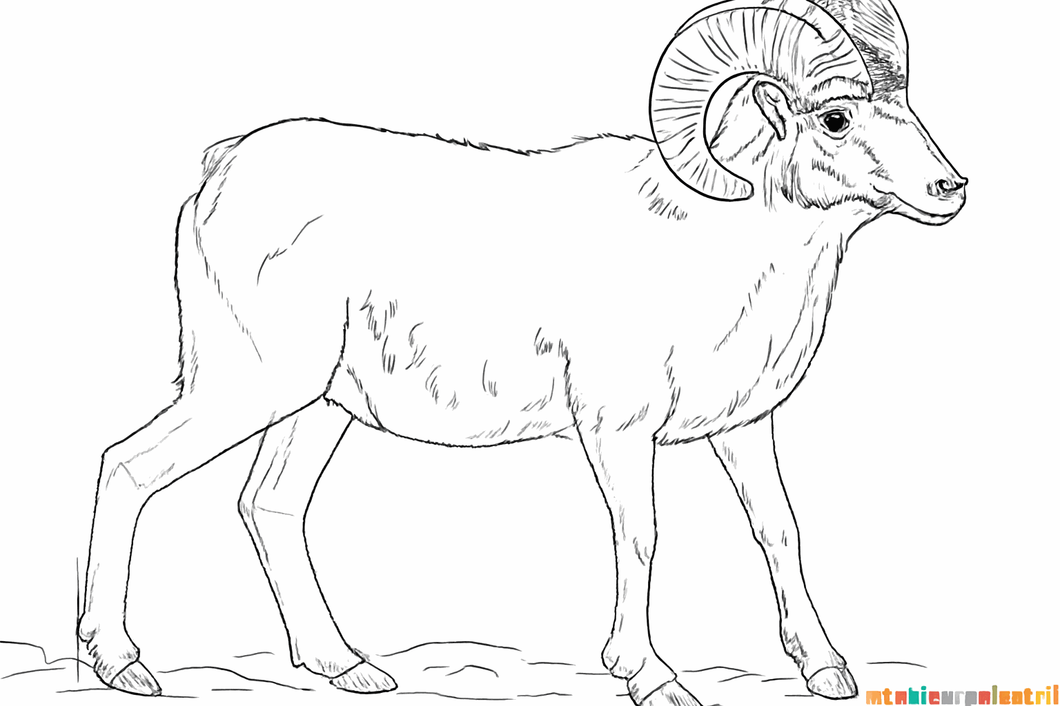 Rainures sur les cornes et un œil brillant.