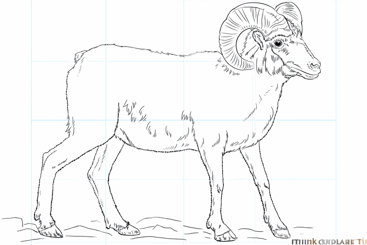 Drawing a tough bighorn sheep