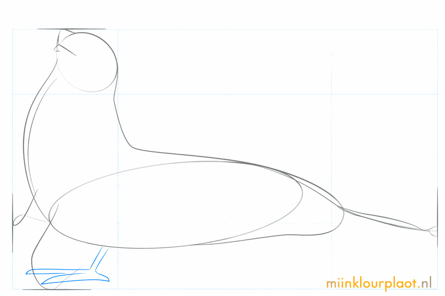 Lignes de guidage pour les nageoires arrière de l'otarie à l'extrémité du corps.