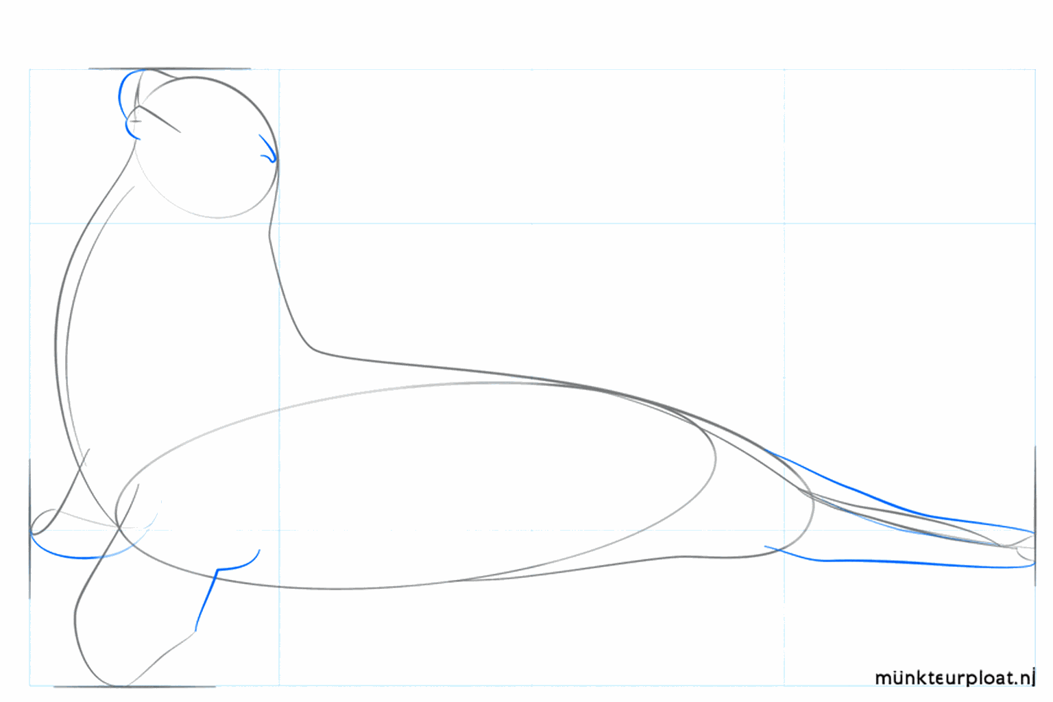Lignes de guidage pour les nageoires avant et le museau de l'otarie.