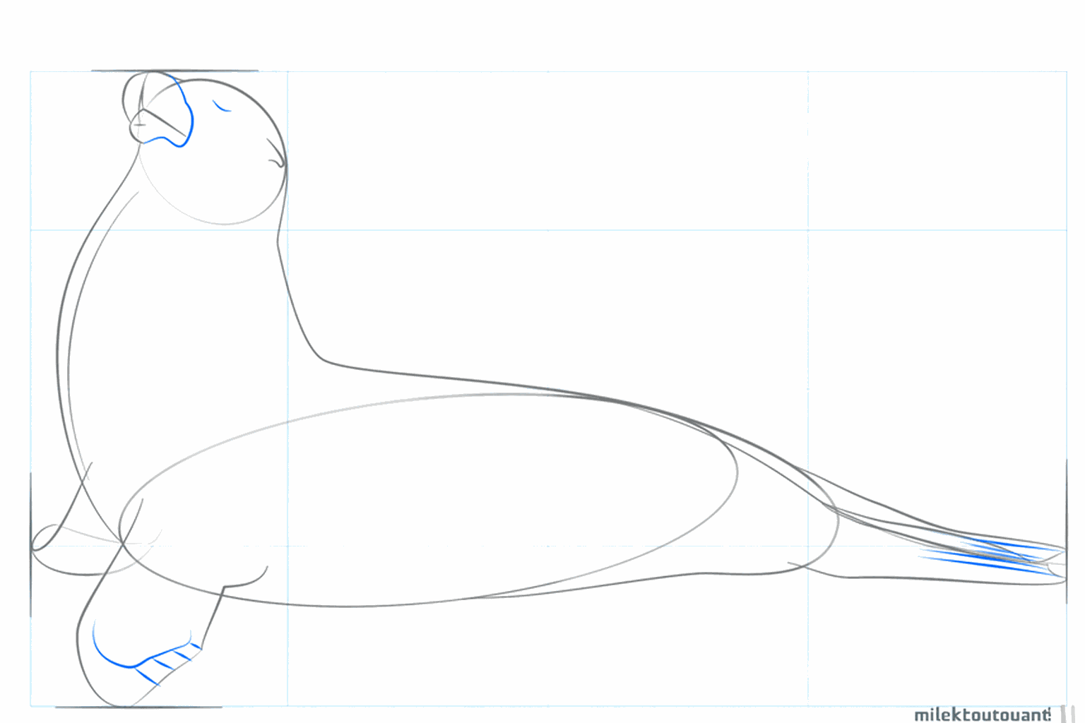 Les nageoires et la petite oreille de l'otarie prennent forme.