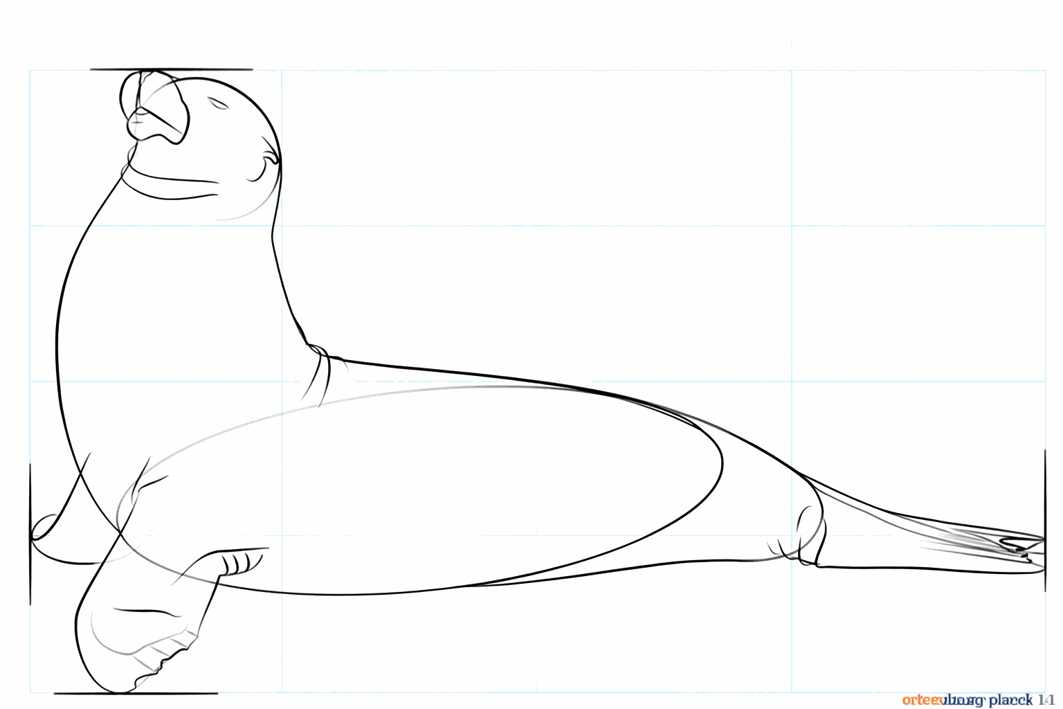 L'œil de l'otarie et les lignes sur les nageoires.